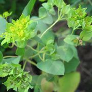 緑色 フラワー ウサギの耳、丸い葉Thorowワックス、ヒヨドリバナ (Bupleurum rotundifolium) フォト