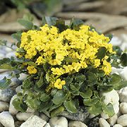 dzeltens Zieds Barbarea Rupicola  foto