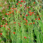 červená  Střapec Květina, Flora Štětec (Emilia coccinea, Emilia javanica, Cacalia coccinea) fotografie