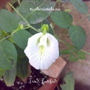 biały Kwiat Klitoria Ternatskaya (Clitoria ternatea) zdjęcie