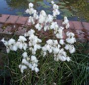 Bomull Gräs vit Blomma