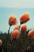 turuncu çiçek Pamuk Otu (Eriophorum) fotoğraf