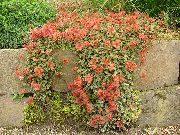 rød Blomst New Zealand Burr (Acaena) bilde
