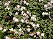 bijela Cvijet Arcterica (Arcterica nana, Makino) foto