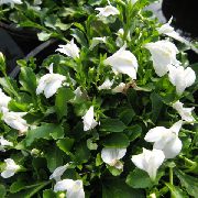 λευκό λουλούδι Mazus (Mazus reptans) φωτογραφία