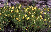 ყვითელი ყვავილების Hedge უსუპი (Gratiola officinalis) ფოტო