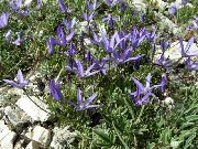 Asyneuma azul Flor
