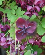 vijolična Cvet Pet Leaf Akebia, Čokolada Trta (Akebia quinata) fotografija