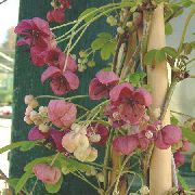 შინდისფერი ყვავილების ხუთი ფოთოლი Akebia, შოკოლადის ვაზის (Akebia quinata) ფოტო
