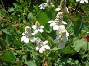 bianco Fiore Yerba Mansa, Falso Anemone, Coda Di Lucertola (Anemopsis californica) foto