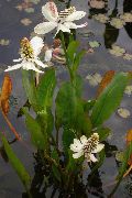hvit Blomst Yerba Mansa, Falsk Anemone, Øgle Hale (Anemopsis californica) bilde