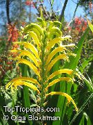 gul Blomst Vimpler, African Cornflag, Cobra Lilje (Chasmanthe (Antholyza)) bilde