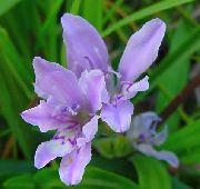 ライトブルー フラワー ヒヒの花 (Babiana, Gladiolus strictus, Ixia plicata) フォト