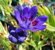 garden flowers dark blue Baboon Flower Babiana, Gladiolus strictus, Ixia plicata photos, description, cultivation and planting, care and watering