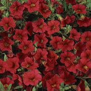 rød Blomst Calibrachoa, Million Klokker  foto