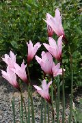roze Bloem Regen Lelie (Habranthus) foto