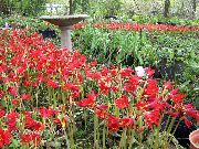 წითელი ყვავილების Oxblood ლილი, Schoolhouse ლილი (Rhodophiala) ფოტო