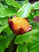 oranžna Cvet Torch Lily, Lily Kri, Čopič Lily, Nogomet Lilija, Powderpuff Lilija, Ognjene Lily (Scadoxus) fotografija