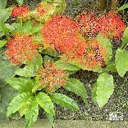 rot Blume Fackellilie, Blutlilie, Pinsel Lilie, Fußball-Lilie, Powderpuff Lilie, Feuerball Lilie (Scadoxus) foto