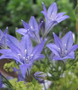 blau Blume Gras Mutter Ist Ithuriel Speer, Wally Warenkorb (Brodiaea laxa, Triteleia laxa) foto