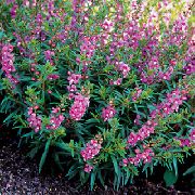 garden flowers lilac Angelonia Serena, Summer Snapdragon Angelonia angustifolia photos, description, cultivation and planting, care and watering