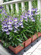 světle modrá Květina Angelonia Serena, Letní Snapdragon (Angelonia angustifolia) fotografie