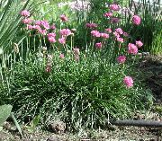 garden flowers pink Sea pink, Sea thrift  Armeria   photos, description, cultivation and planting, care and watering