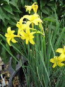 žltý Kvetina Peruánsky Narcis, Parfumované Víla Ľalie, Delikátna Ľalia (Chlidanthus fragrans) fotografie