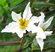 biały Kwiat Levkokorina (Leucocoryne) zdjęcie