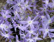 gaiši zils Zieds Spožums Ir Saulei (Leucocoryne) foto