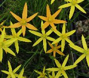 jaune  Fleur De Paon Peint, Étoiles De Paon (Spiloxene) photo