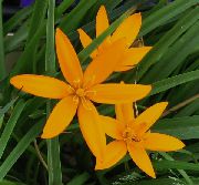 オレンジ フラワー 塗装孔雀の花、孔雀の星 (Spiloxene) フォト