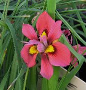 Moraea κόκκινος λουλούδι
