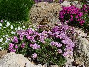 rosa Blomst Sea ​​sparsommelighet (Armeria  juniperifolia) bilde