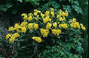 žltý Kvetina Arnebia (Arnebia  pulchra) fotografie