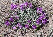 vijolična Cvet Astragalus  fotografija