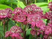 garden flowers claret Masterwort  Astrantia  photos, description, cultivation and planting, care and watering