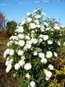 білий Квітка Астра Новобельгійська (Aster) фото