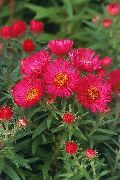 garden flowers red New England aster  Aster novae-angliae photos, description, cultivation and planting, care and watering