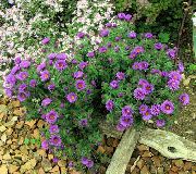 紫丁香 花 新英格兰紫苑 (Aster novae-angliae) 照片