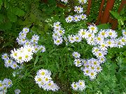garden flowers white Alpine Aster  Aster alpinus photos, description, cultivation and planting, care and watering