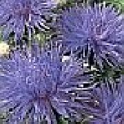 garden flowers dark blue China Aster Callistephus chinensis photos, description, cultivation and planting, care and watering