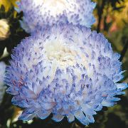 açık mavi çiçek Çin Aster (Callistephus chinensis) fotoğraf