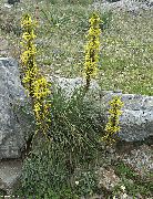 sarı çiçek Kral'ın Mızrak (Asphodeline) fotoğraf