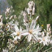 Asfodelyus biały Kwiat