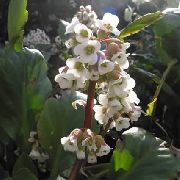 თეთრი ყვავილების Bergenia  ფოტო
