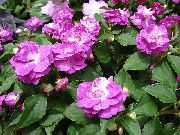rosa Blomst Tålmodighet Plante, Balsam, Juvel Luke, Opptatt Lizzie (Impatiens) bilde