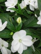 თეთრი ყვავილების მოთმინება ქარხანა, ბალზამი, ძვირფასი Weed, დაკავებული Lizzie (Impatiens) ფოტო