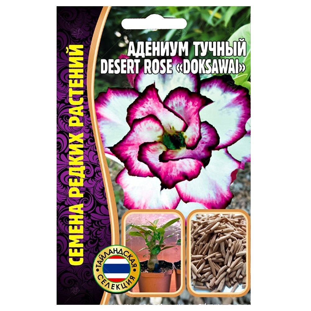    Desert Rose Doksawai     -     , -,   