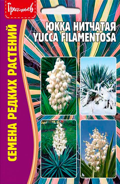      (Yucca filamentosa), 15 .     